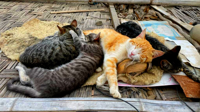 A pile of cats cuddling