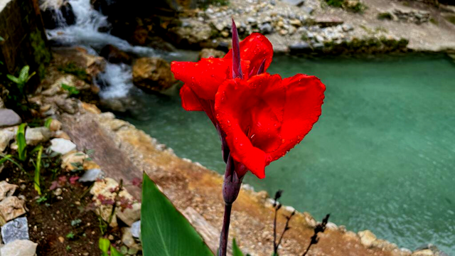 A flower in front of a body of water