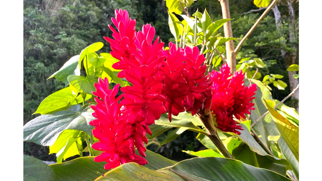 Flowers and leaves