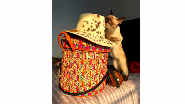 A basket, a hat, a coconut purse and a cat