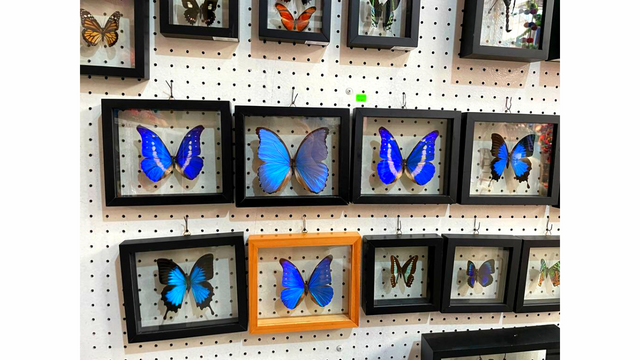 Butterflies at the Indian Market