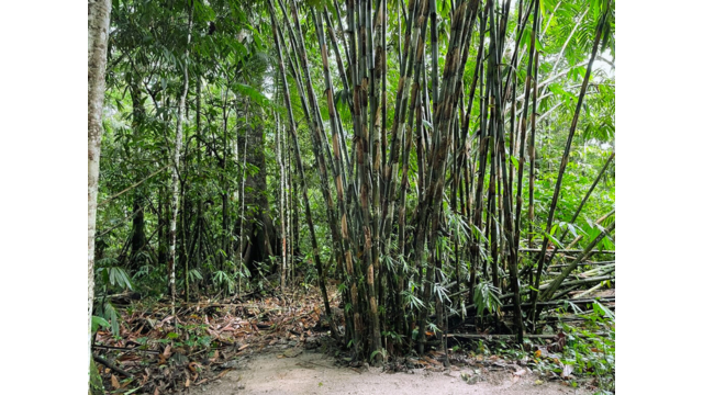 The trees in Tingo Maria are huge!