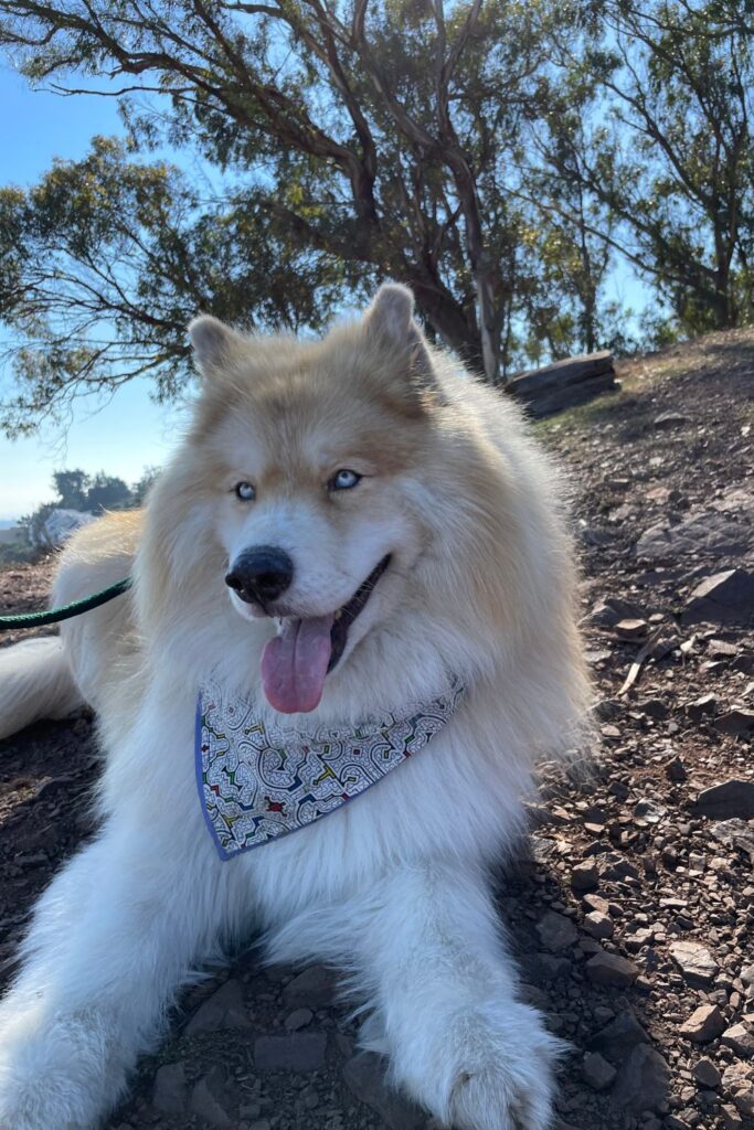 How To Sew An Easy Pet Bandana