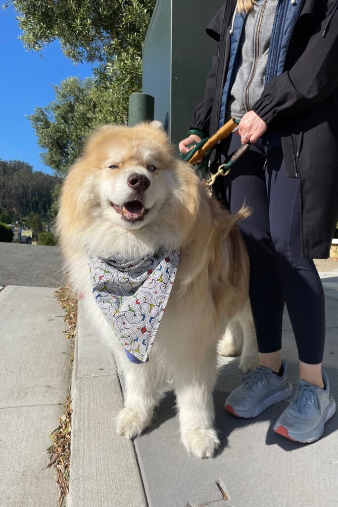 How To Sew An Easy Pet Bandana