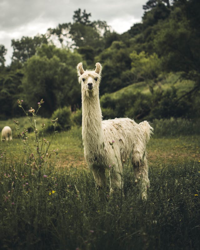 Cómo se llama tu llama?