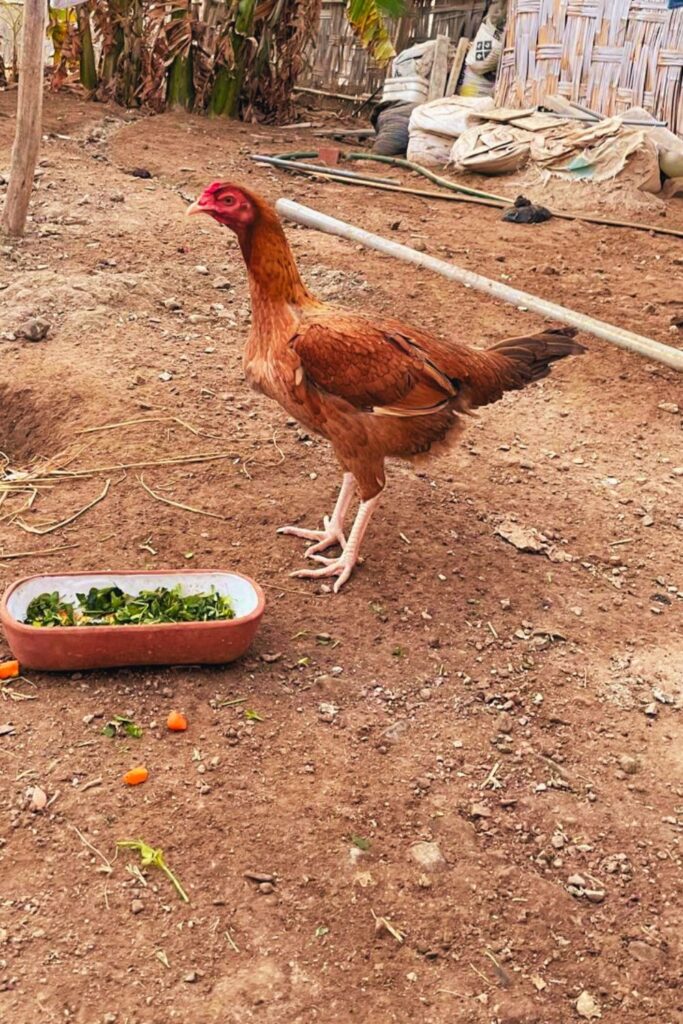 Remote Work Life in Perú: Introducing The Chickens