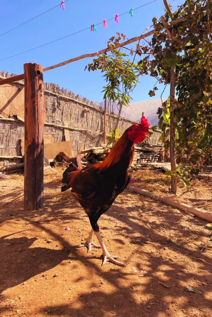 Remote Work Life in Perú: Introducing The Chickens