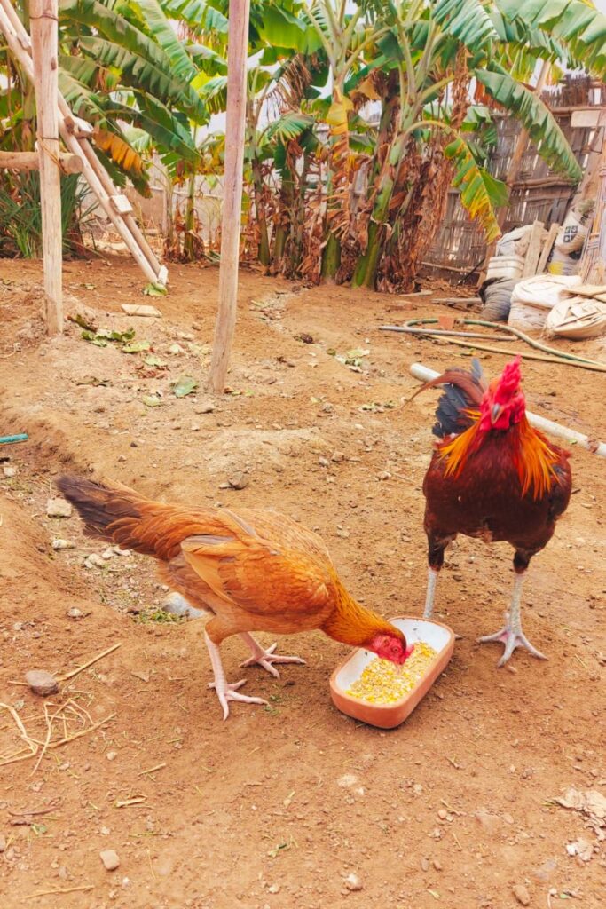 Remote Work Life in Perú: Introducing The Chickens