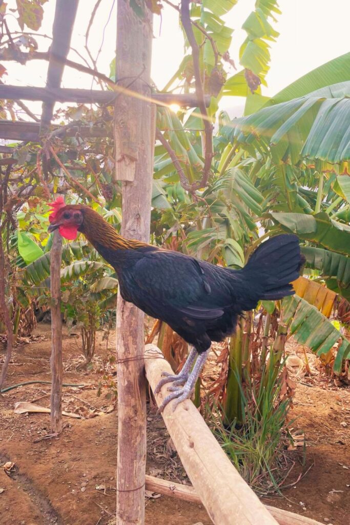 Remote Work Life in Perú: Introducing The Chickens