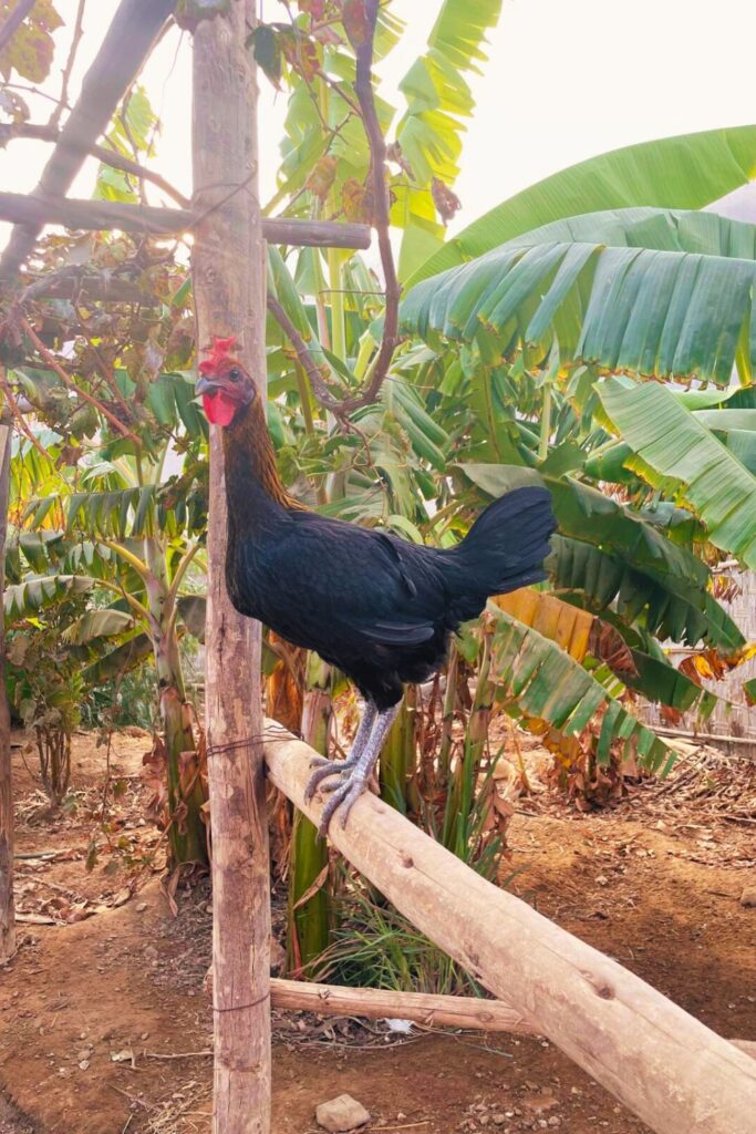Remote Work Life in Perú: Introducing The Chickens