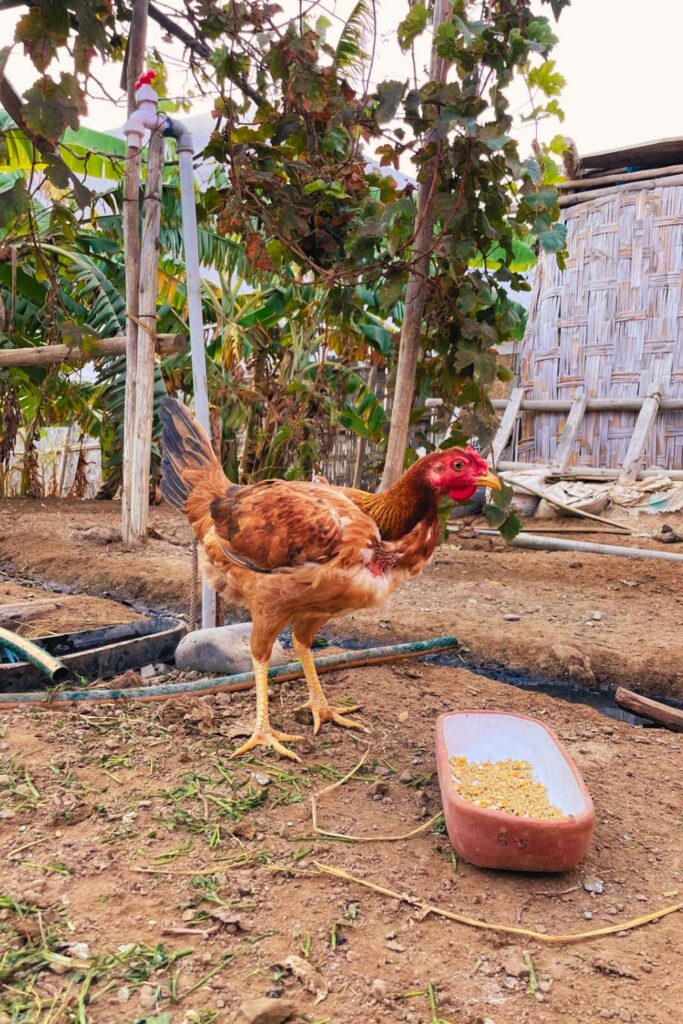 Remote Work Life in Perú: Introducing The Chickens
