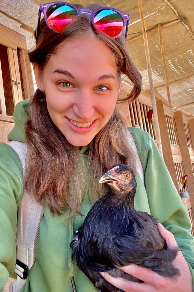 Remote Work Life in Perú: Introducing The Chickens
