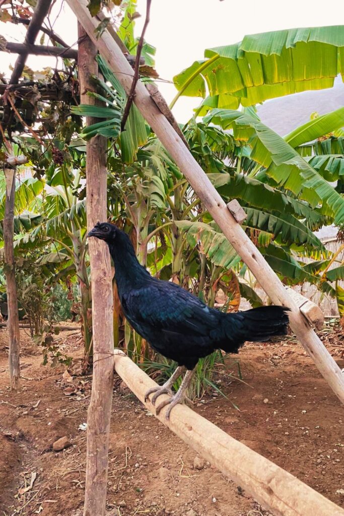Remote Work Life in Perú: Introducing The Chickens