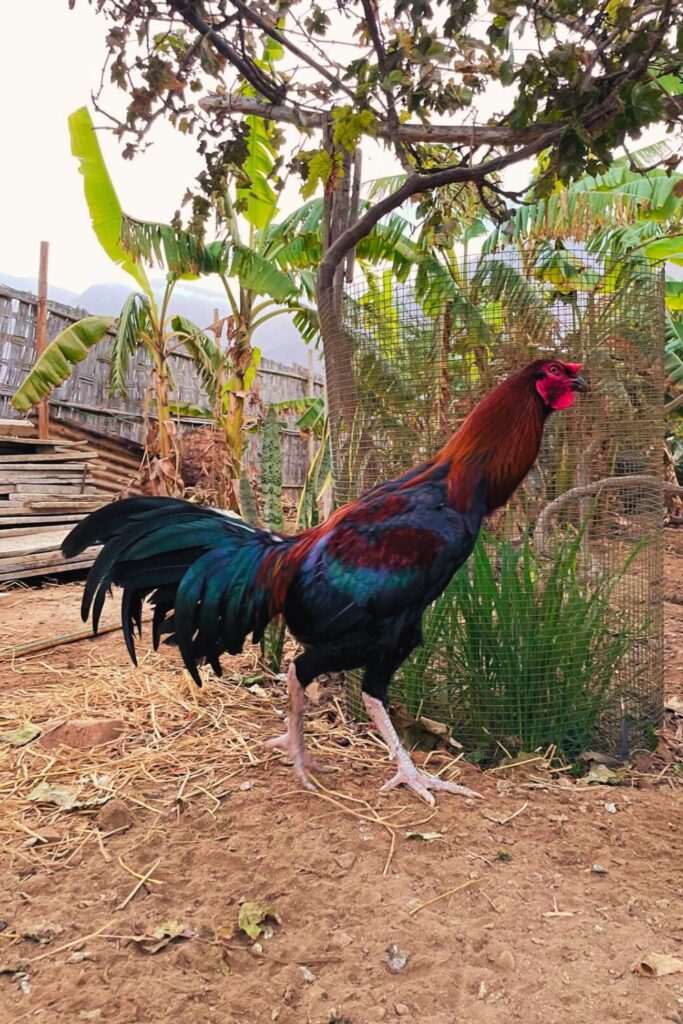 Remote Work Life in Perú: Introducing The Chickens