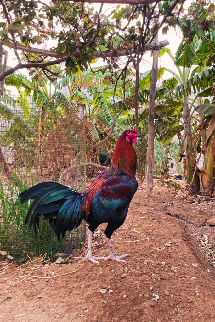 Remote Work Life in Perú: Introducing The Chickens