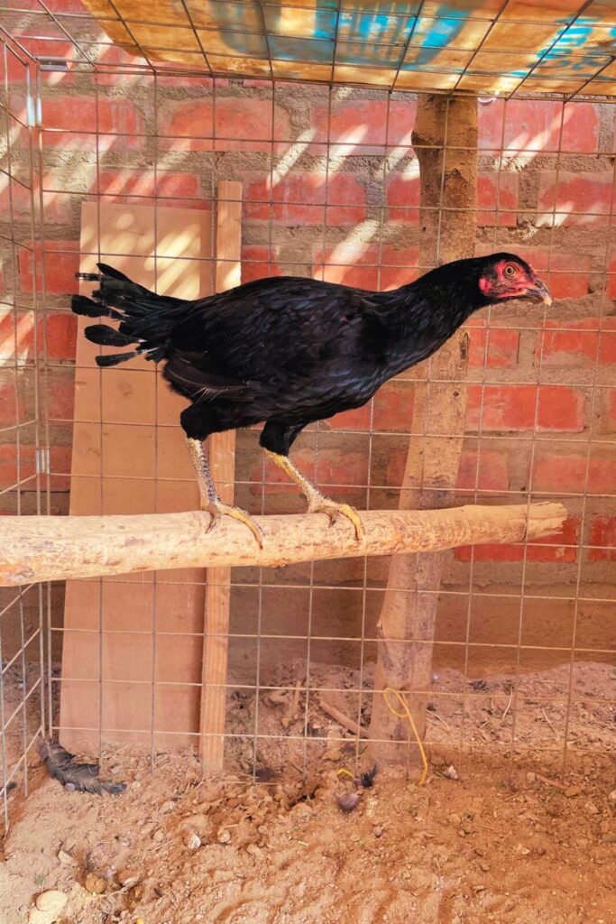 Remote Work Life in Perú: Introducing The Chickens