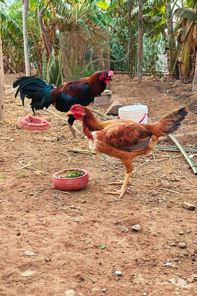 Remote Work Life in Perú: Introducing The Chickens